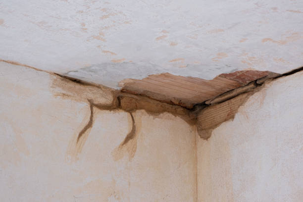 Best Mold removal after water damage  in Capac, MI