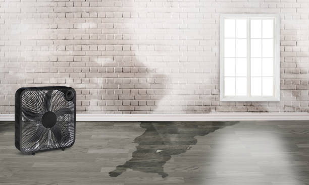 Best Water damage restoration near me  in Capac, MI